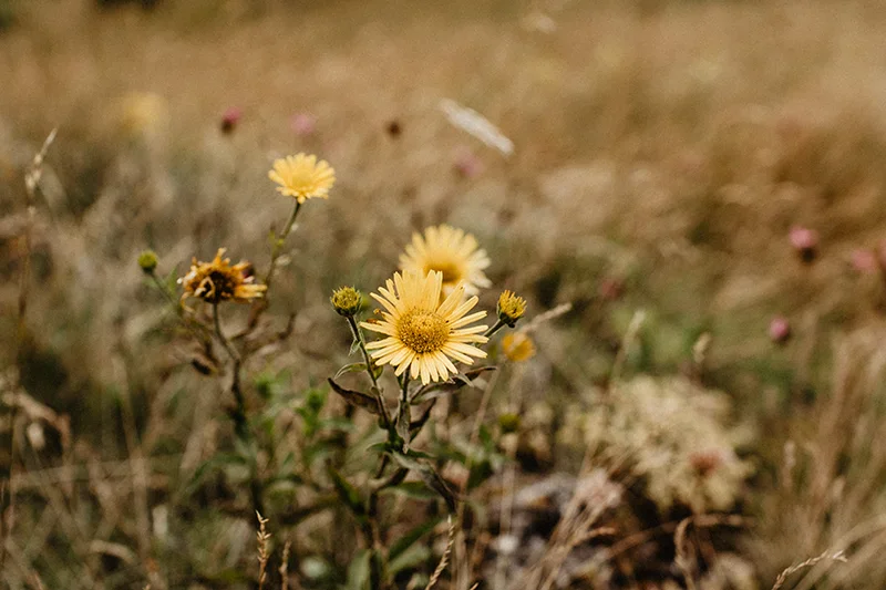 blume im frühling für barfußschuhe