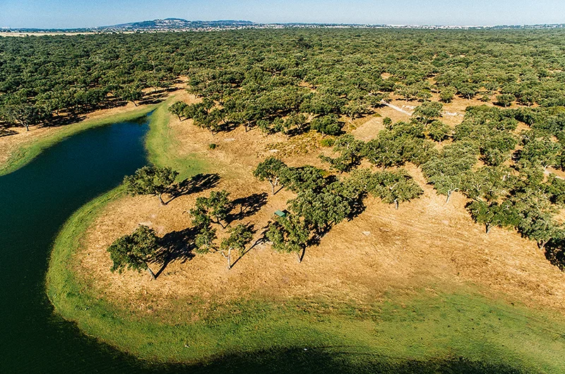 korkwald in portugal aus der vogelperspektive