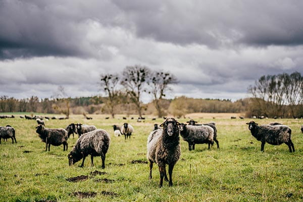 schafe stehen auf einer weide in norddeutschland