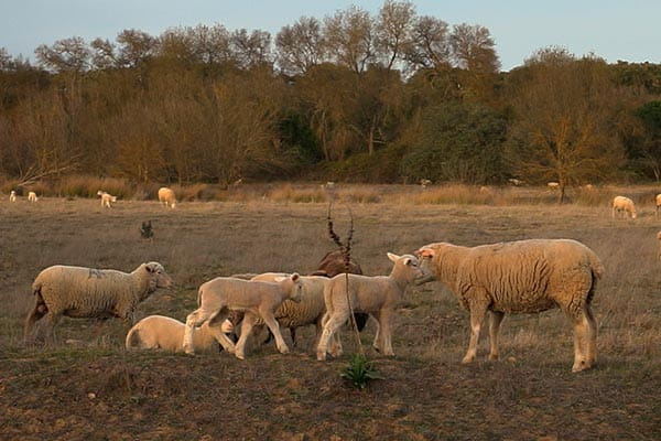 merino-schafe aus der wolle werden kinder barfußschuhe
