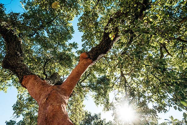 Korkeiche aus diesem material wird der natural commuter indigo hergestellt