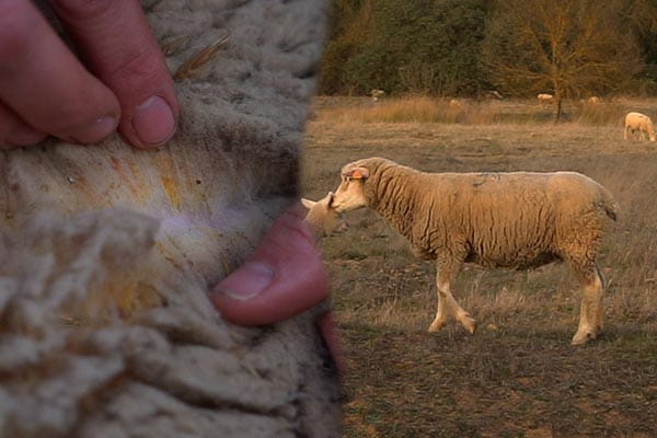 merino wolle für unsere sommer barfußschuhe