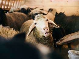 Nachhaltige Schuhmarke